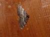 Earophila badiata